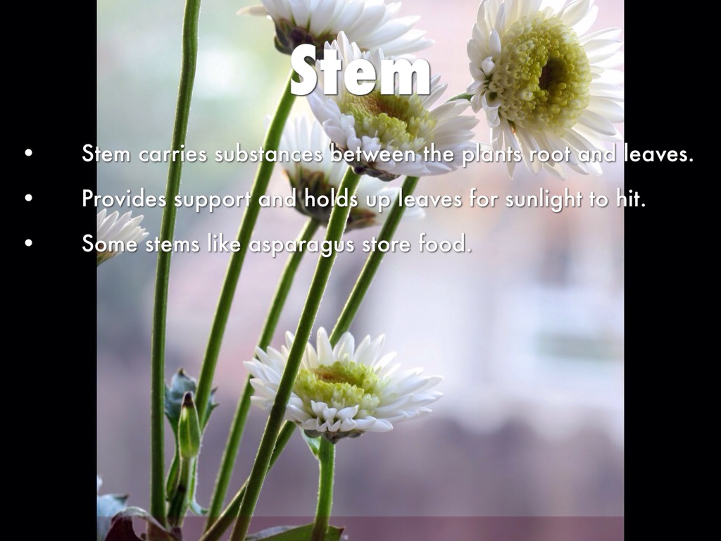 Erin Hudgins Plants By Erin Hudgins Erin Hudgins Plants By Erin Hudgins