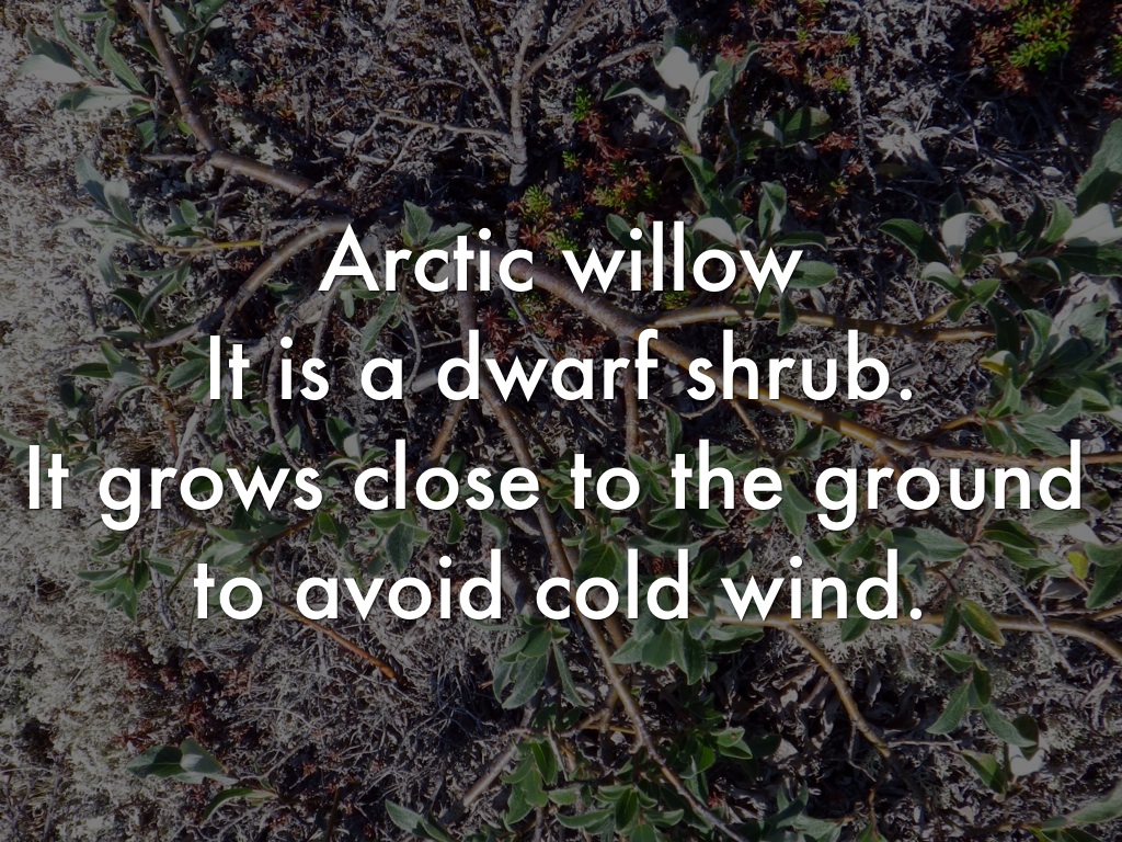 Arctic by Michalea VarvaroVetere