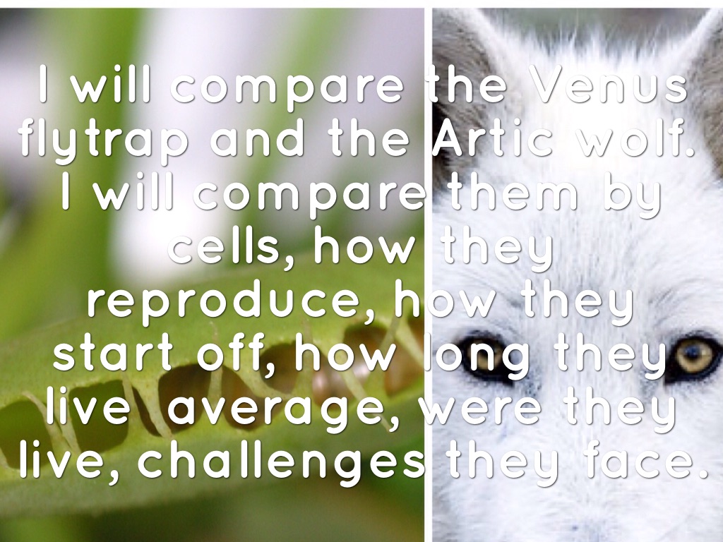 Article Wolf Vs Venus Flytrap 