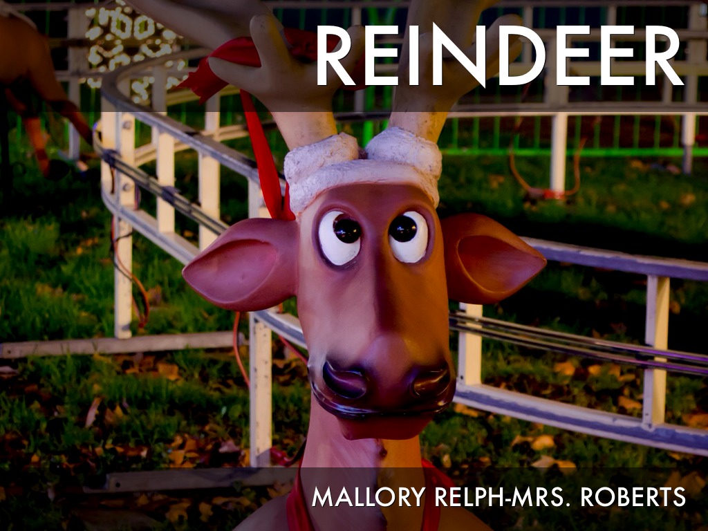 Reindeer By Mallory Ralph