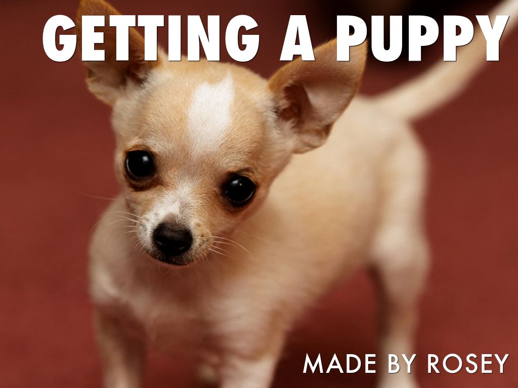 Getting A Puppy