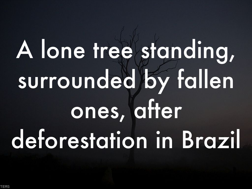 Deforestation 