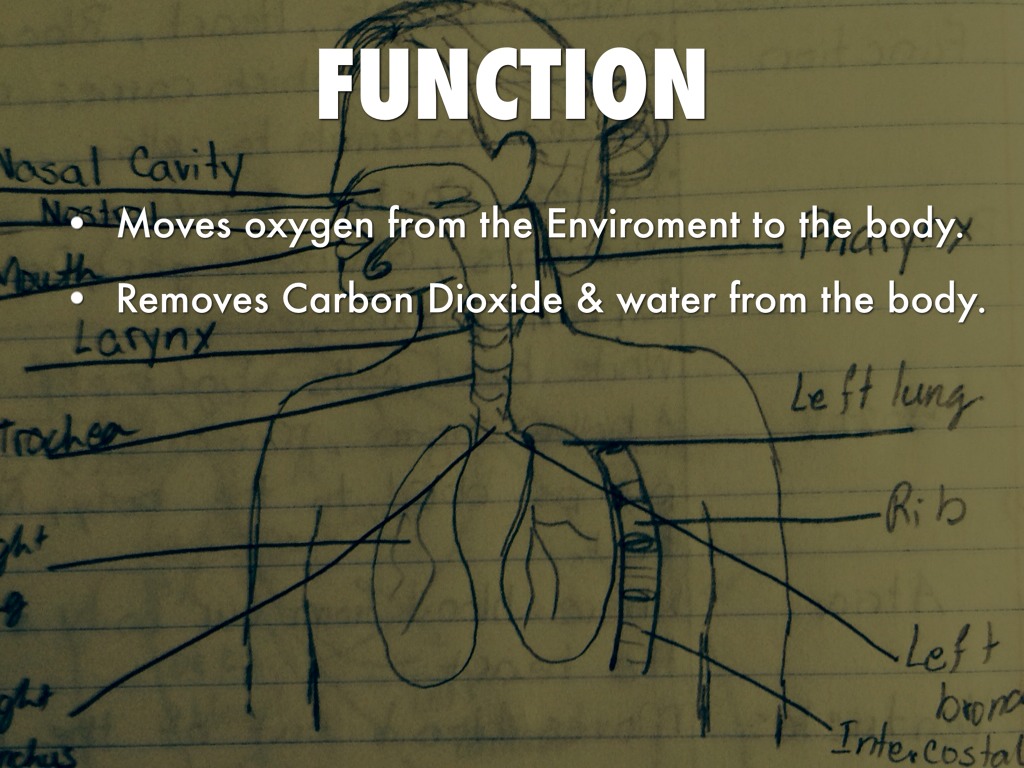 Body System by vanpar14