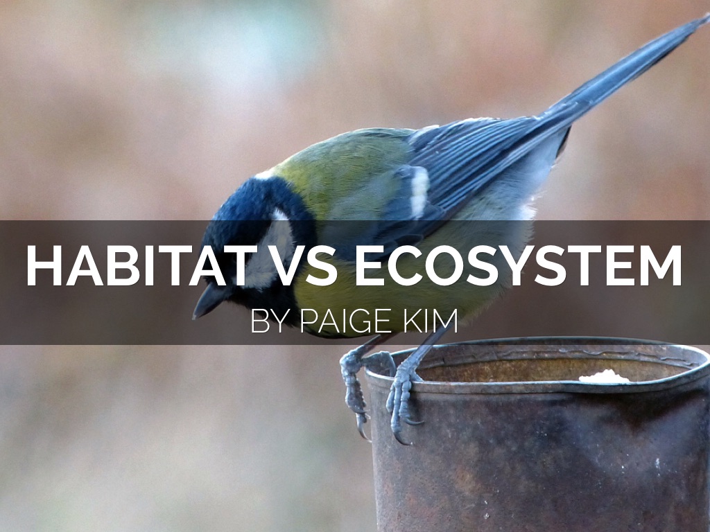 habitat v.s. ecosystem