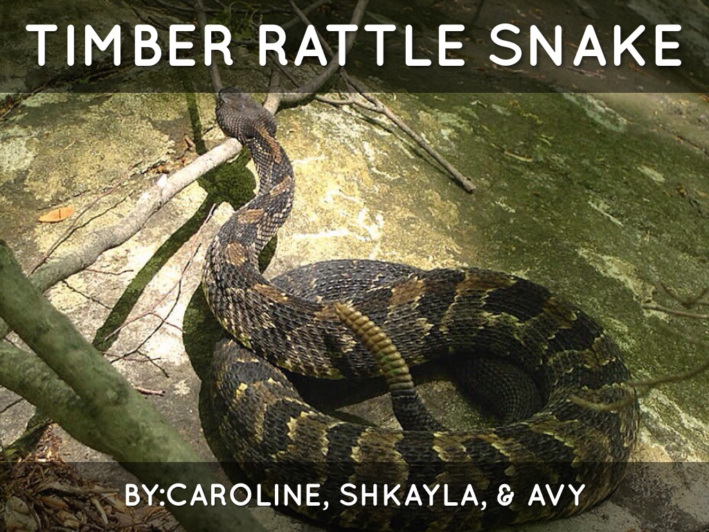 Timber Snake 