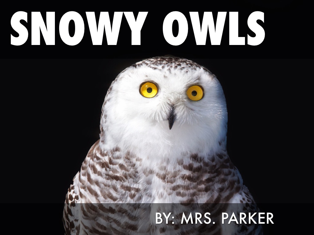 Snowy Owls