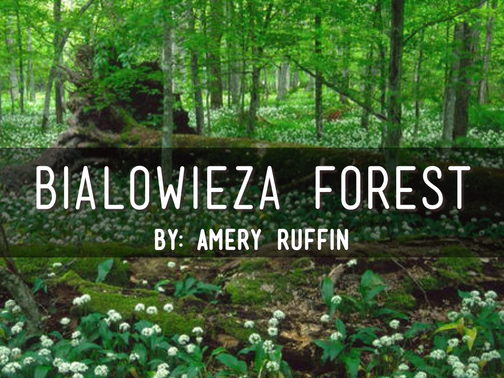 Bialowieza Forest