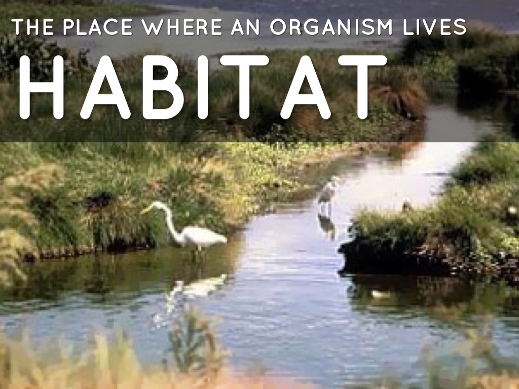 EcologyThe study of the relationships between