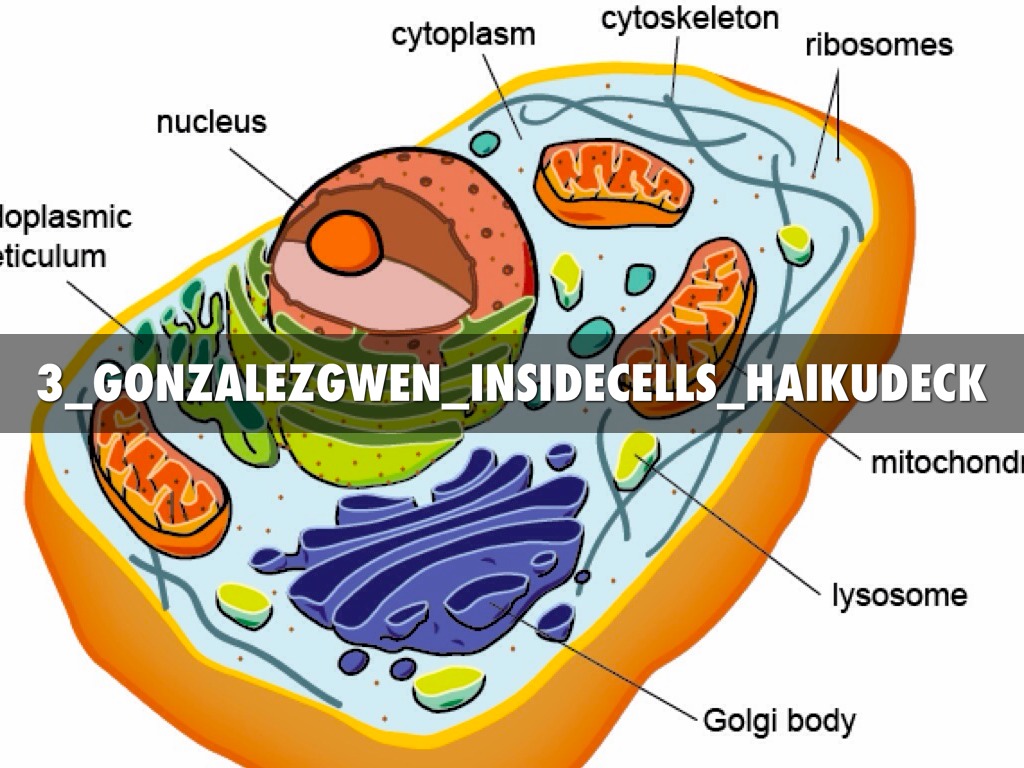 3_GonzalezGwen_InsideCells_HaikuDeck