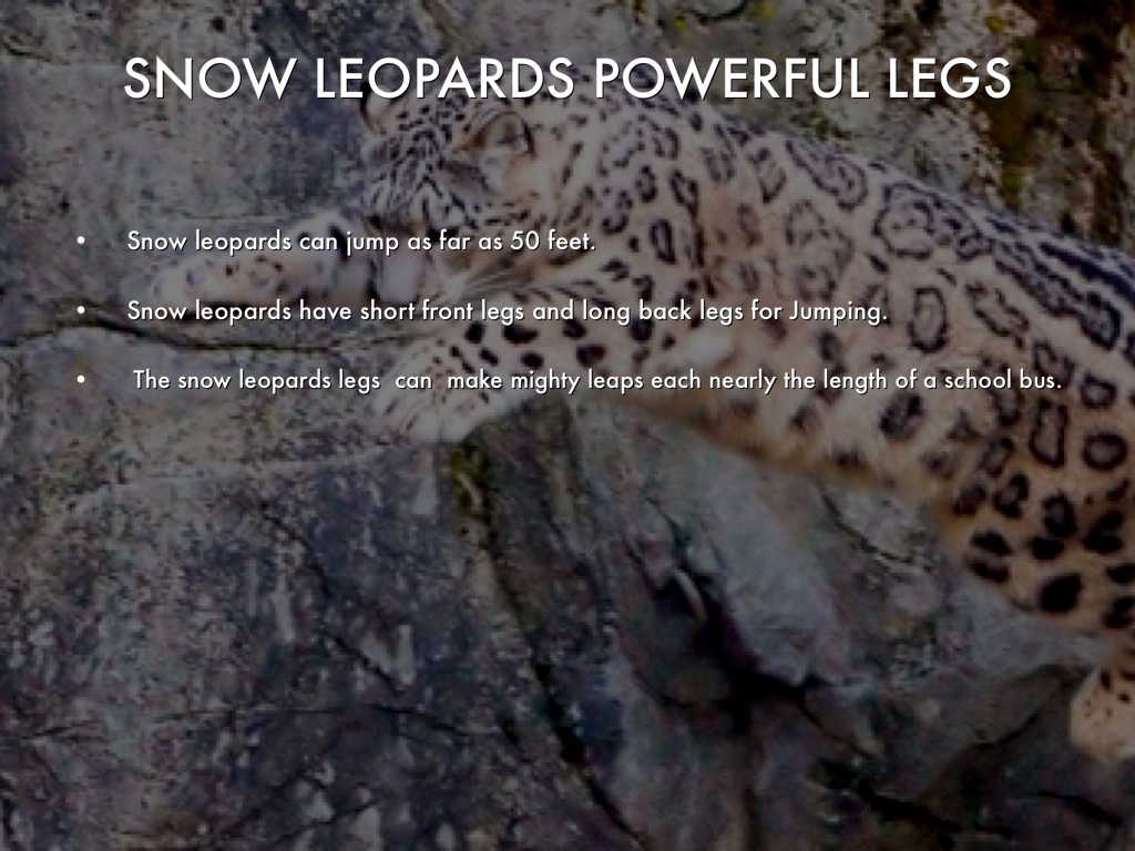 Snow Leopards by Dylan N