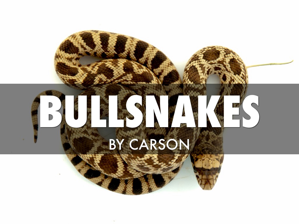 bullsnake