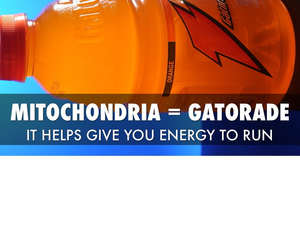 mitochondria analogy