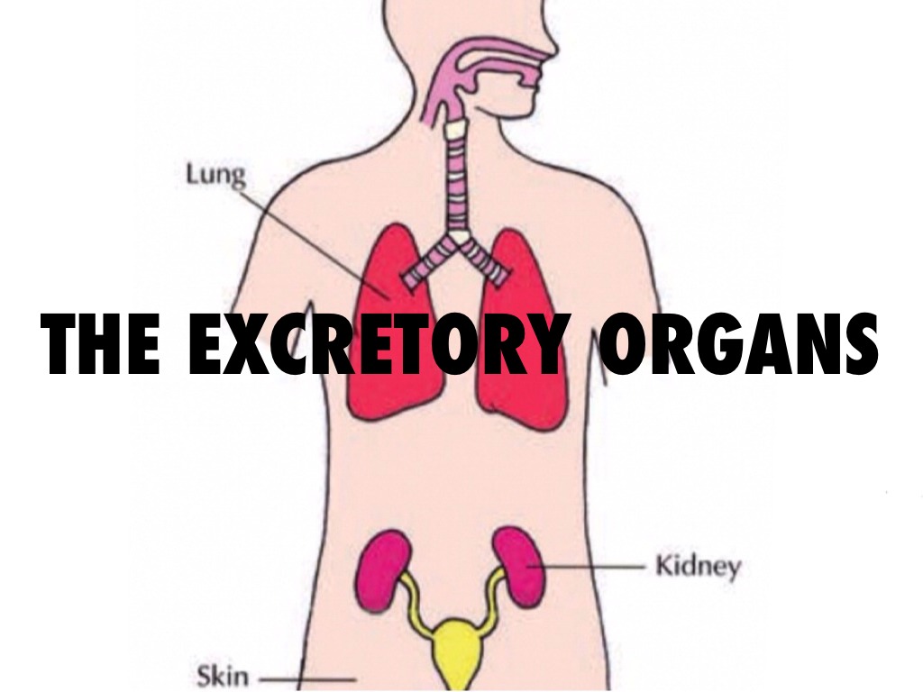 The Excretory System by Lucy Murphy