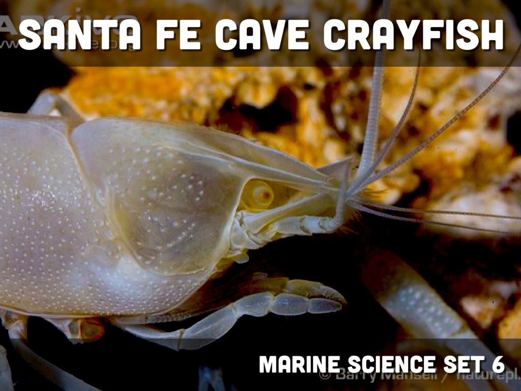 Santa Fe Cave Crayfish