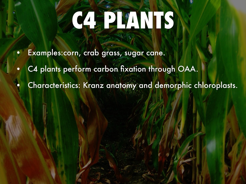 Examples Of C3 Plants