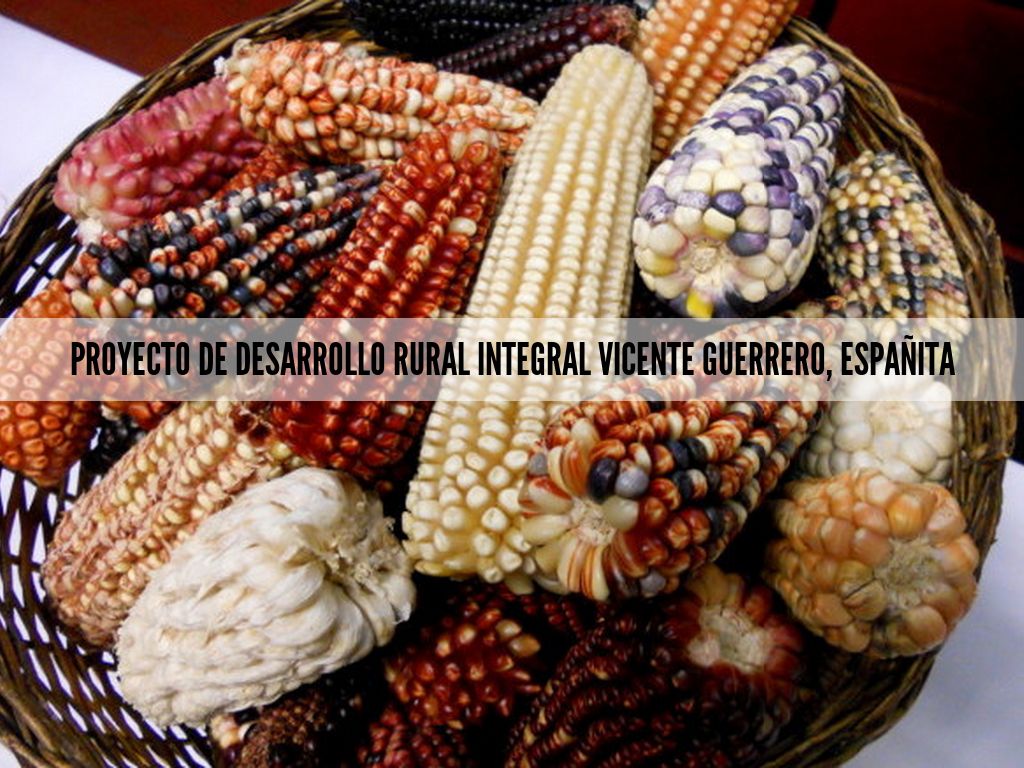 PROYECTO DE DESARROLLO RURAL INTEGRAL VICENTE GUERRERO, ESPAÑITA