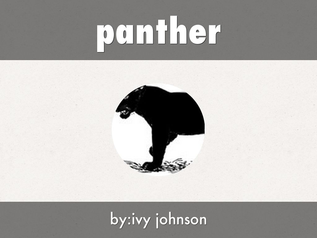 panther