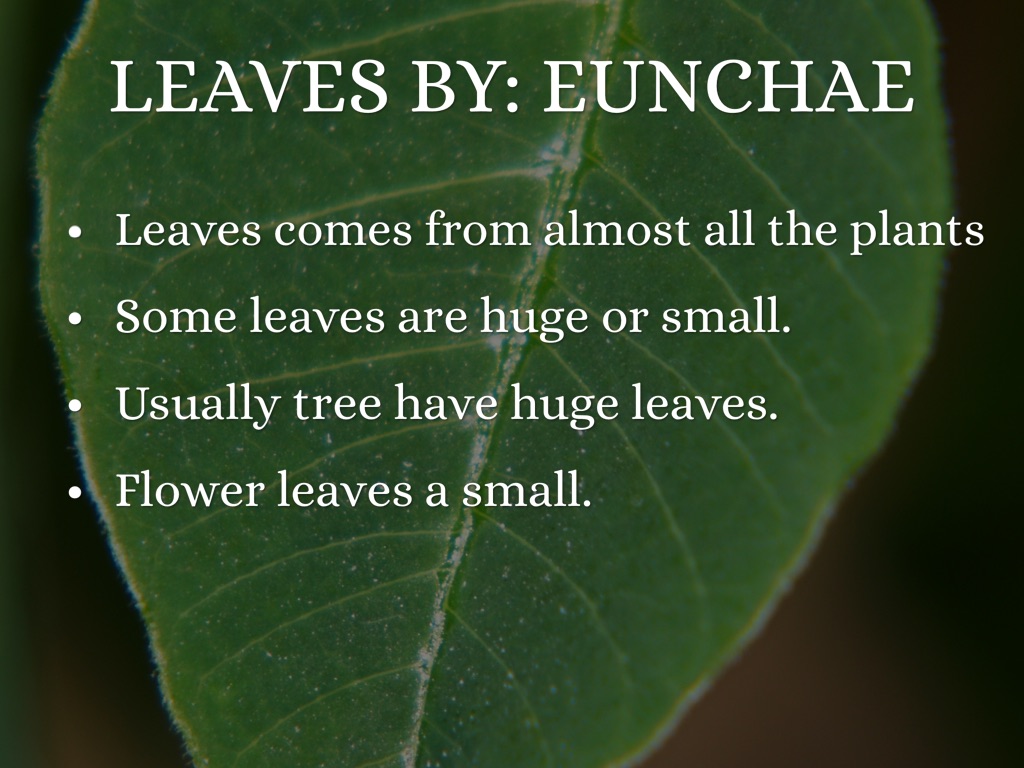 We Are Plant Experts by 2DSuperstars Mrs. B's Class