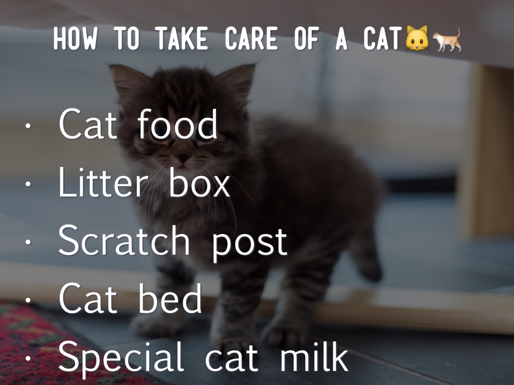 How To Take Care Of A Cat By Andrea Ramirez