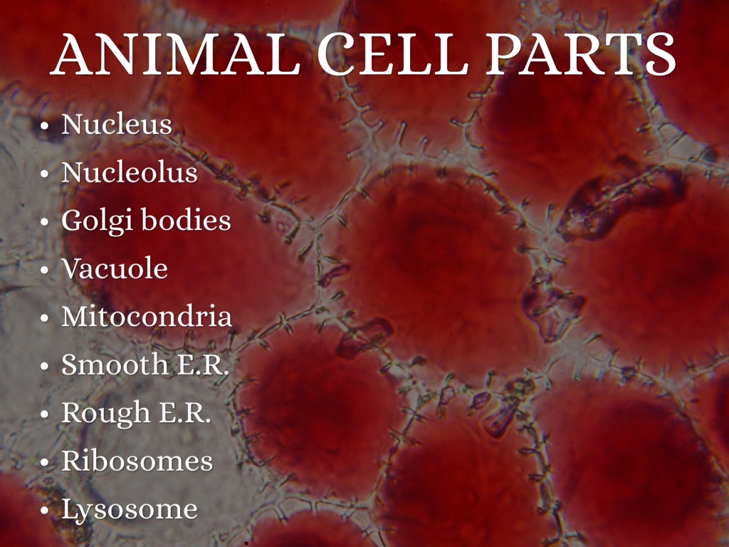 parts of cell nucleus The nucleus is a highly specialized organelle that serves as the information and administrative center of the cell this organelle has two major functions it stores the cell's hereditary material, or dna, and it coordinates the cell's activities, which include intermediary metabolism, growth. parts of cell nucleus The nucleus is a highly specialized organelle that serves as the information and administrative center of the cell this organelle has two major functions it stores the cell's hereditary material, or dna, and it coordinates the cell's activities, which include intermediary metabolism, growth.