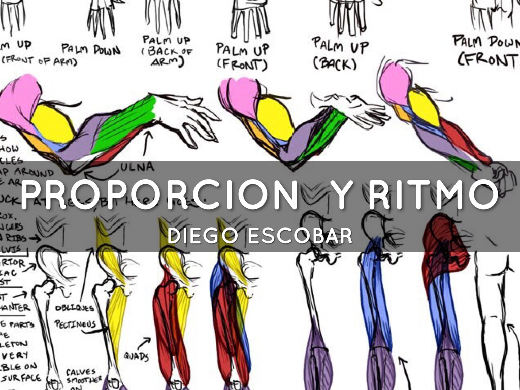 Proporción Y Ritmo