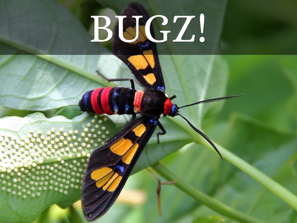 BUGZ!