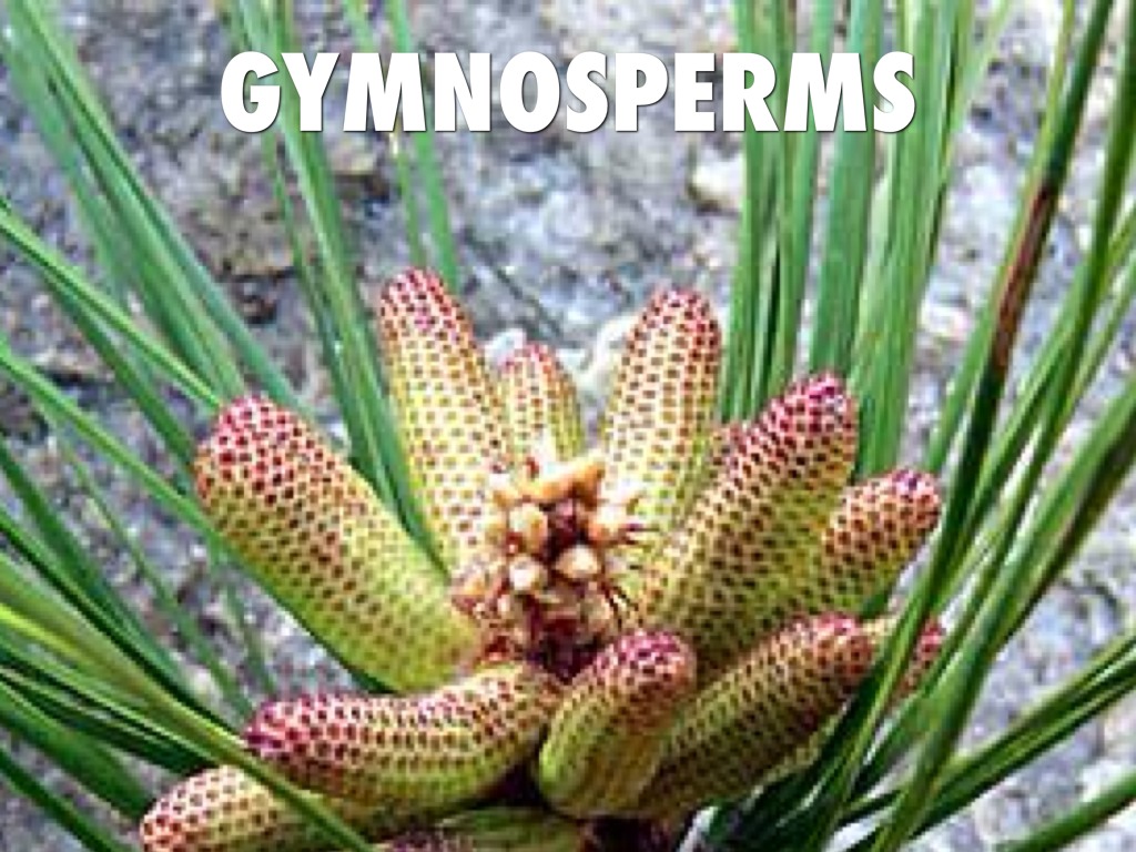 Angiosperms And Gymnosperms by ADAM Higgins