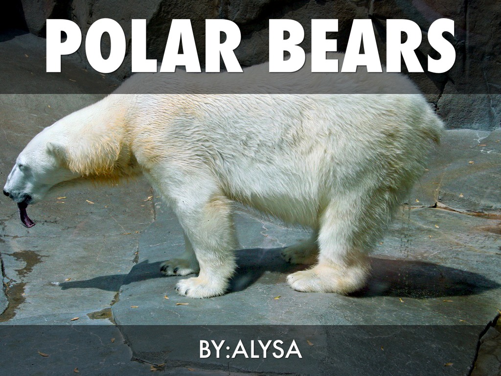 Polar Bears by carrie_hamilton