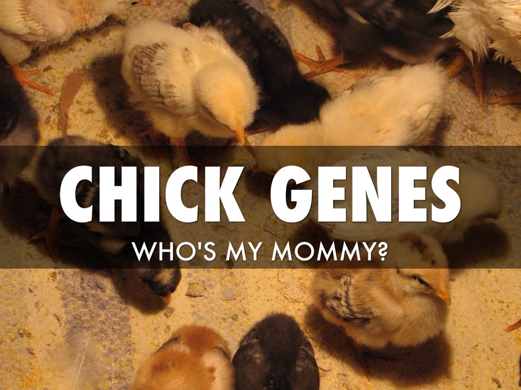 Chick Genes Entry Video