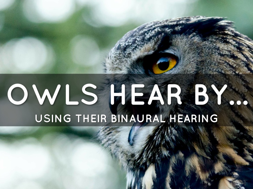 Seeing An Owl At Night Meaning