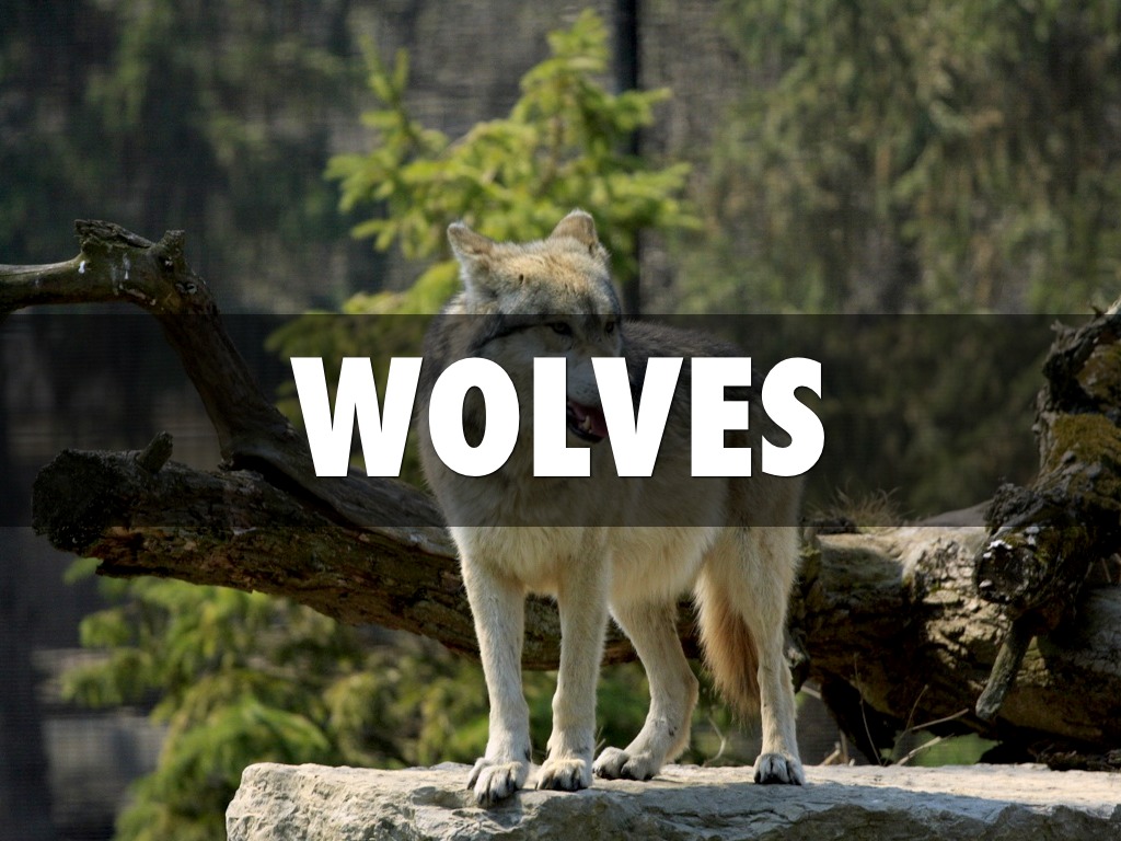 Wolves
