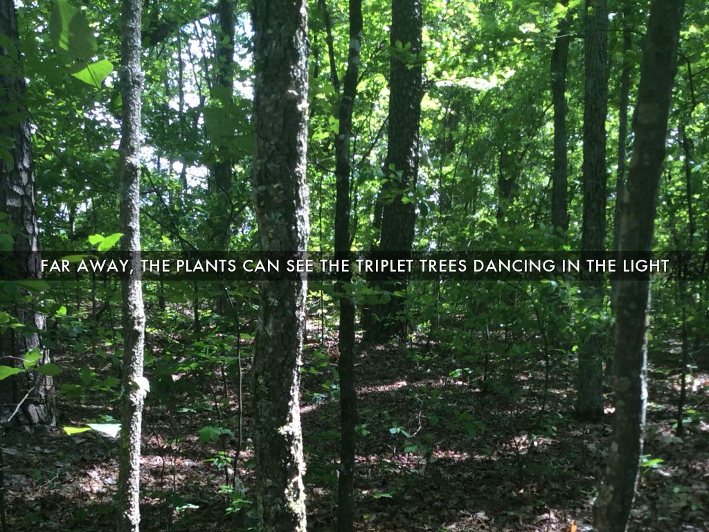 Into the wild transcendentalism essay picture