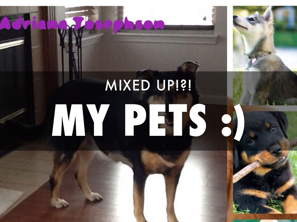 My Pets MIXED UP?