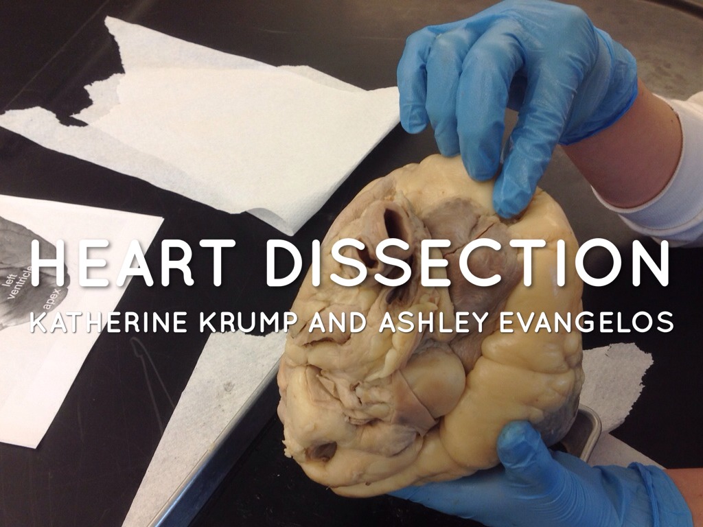 Katherine Krump and Ashley Evangelos Heart Dissection