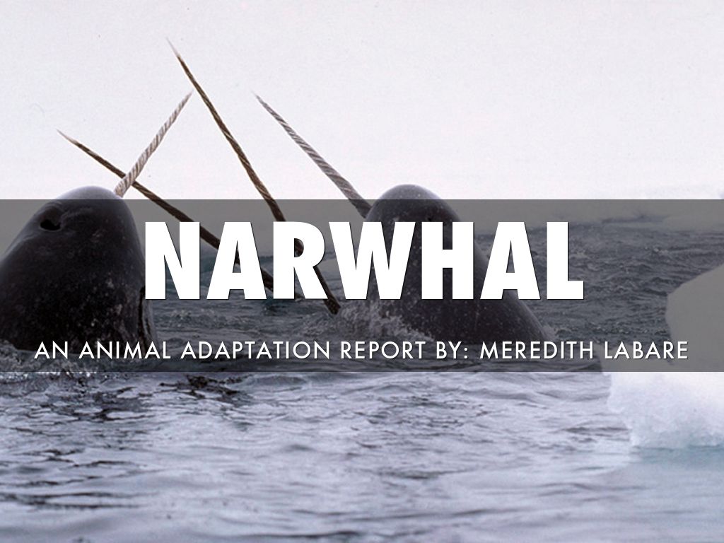 Animal Adaptations Report