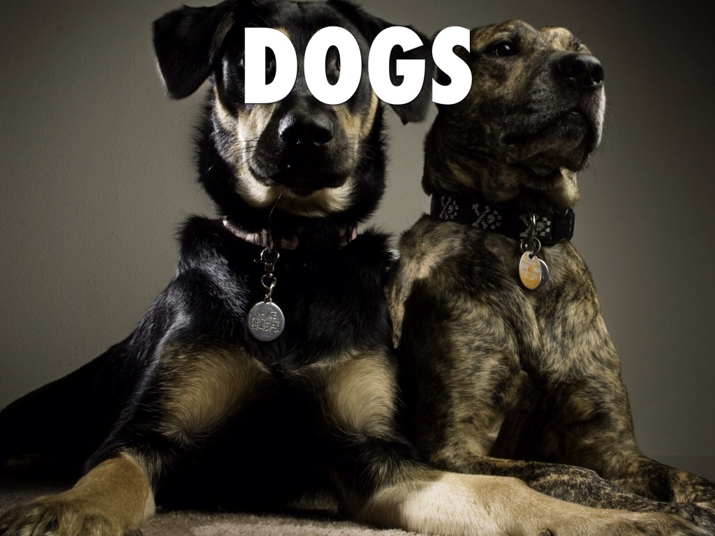 Dogs
