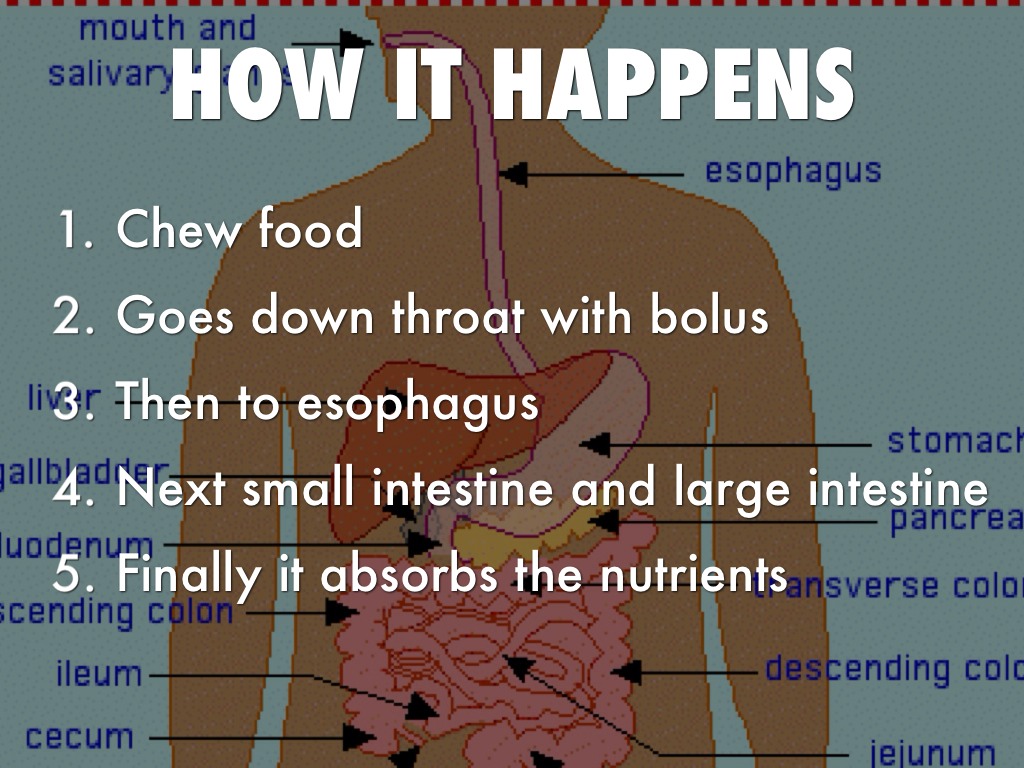 Foods And Nutrition by Nick Lowen