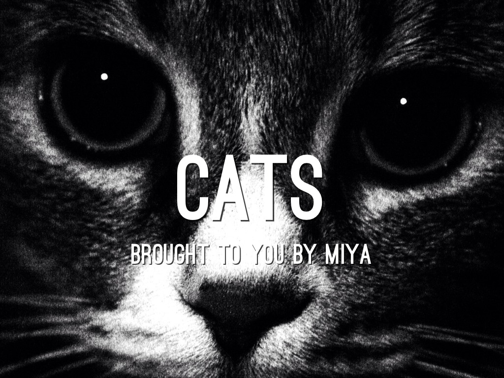 Cats