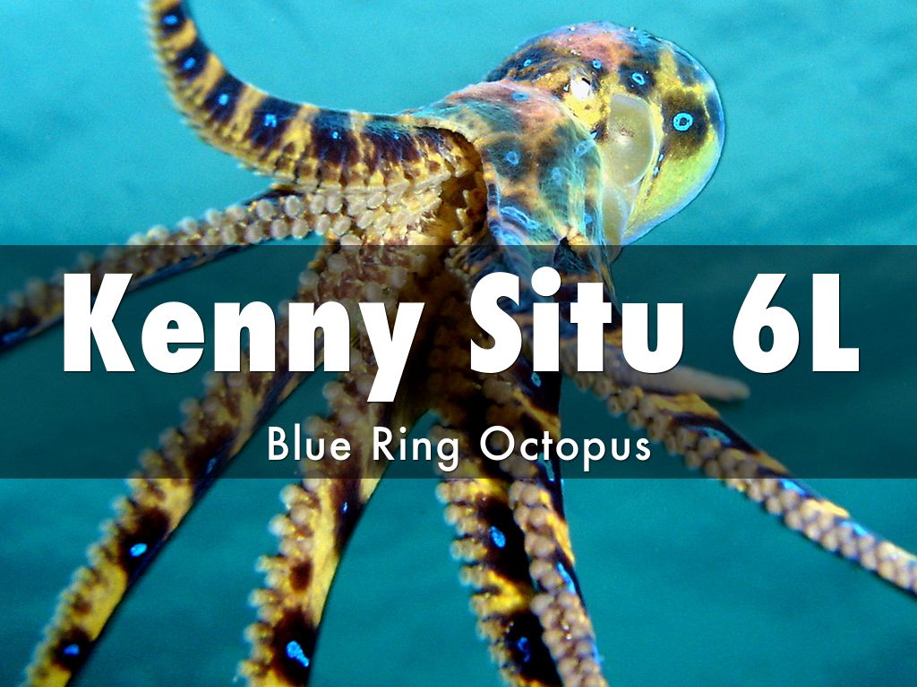 Blue Ring Octopus