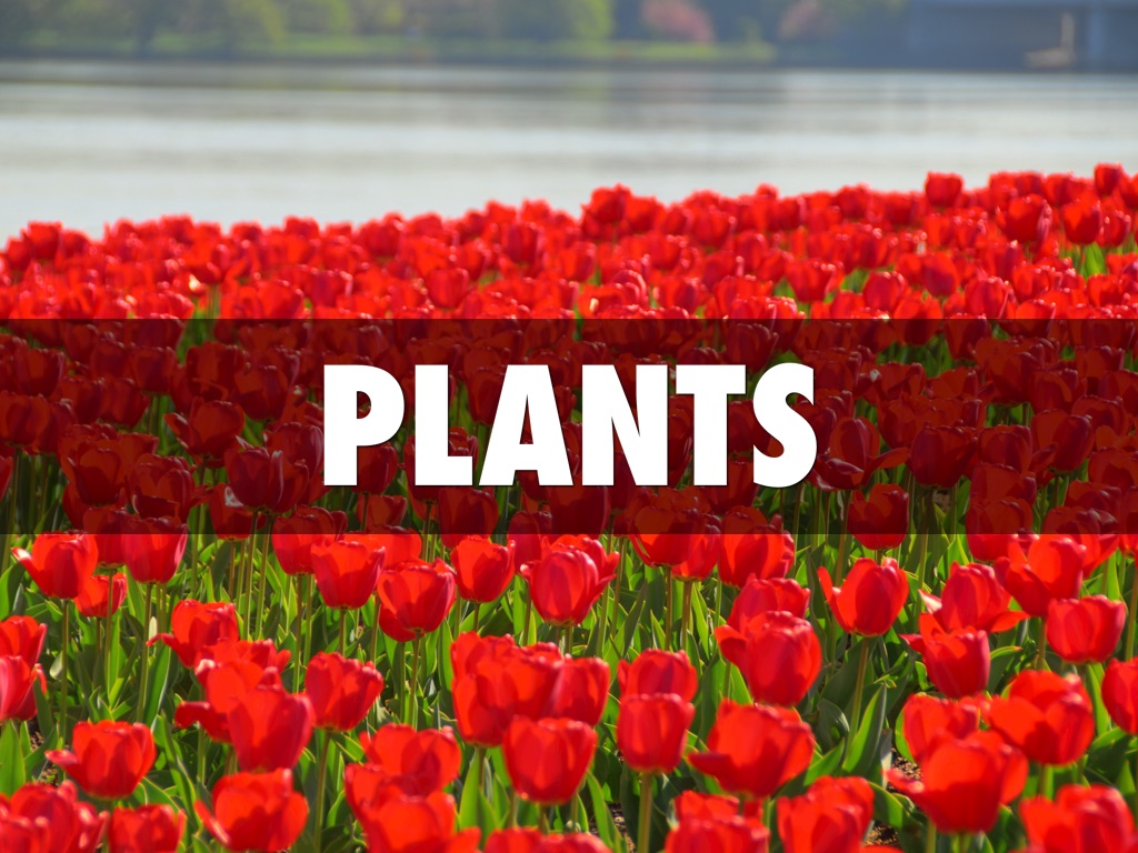 Plants