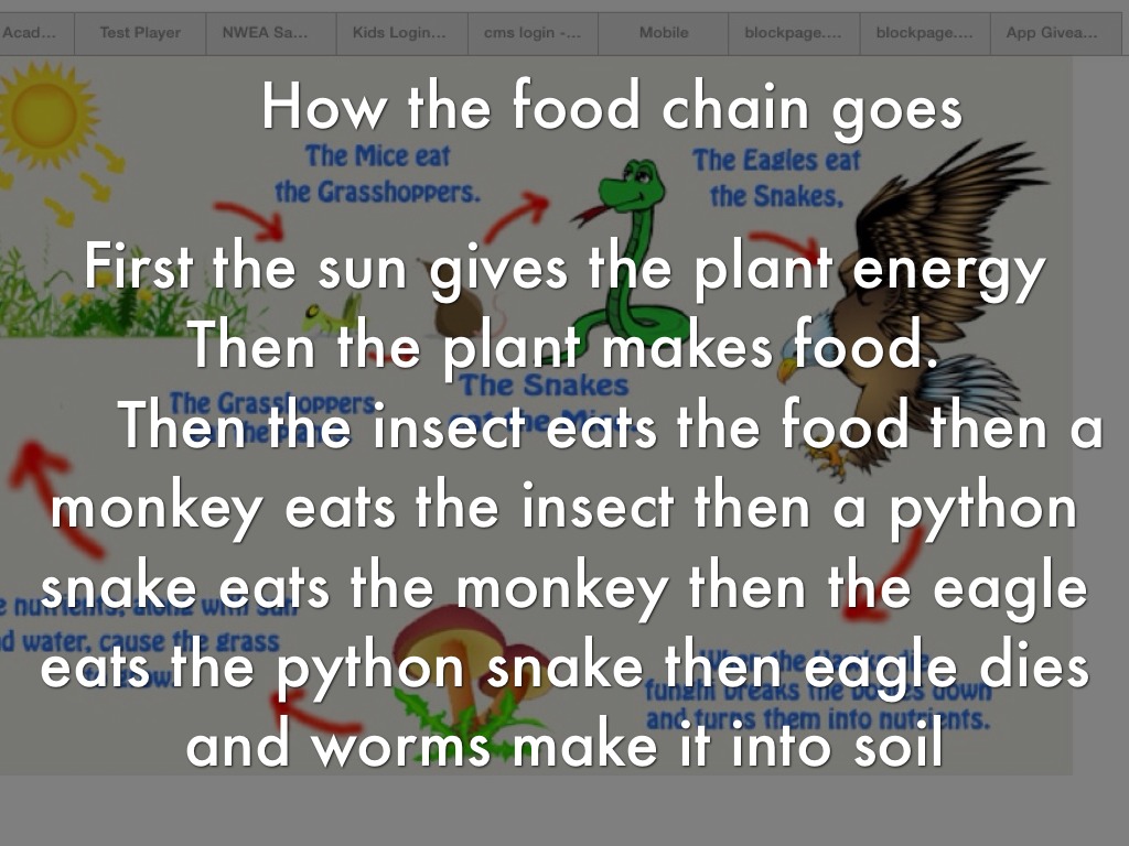 The Food Chain by Lori Lipchanskiy