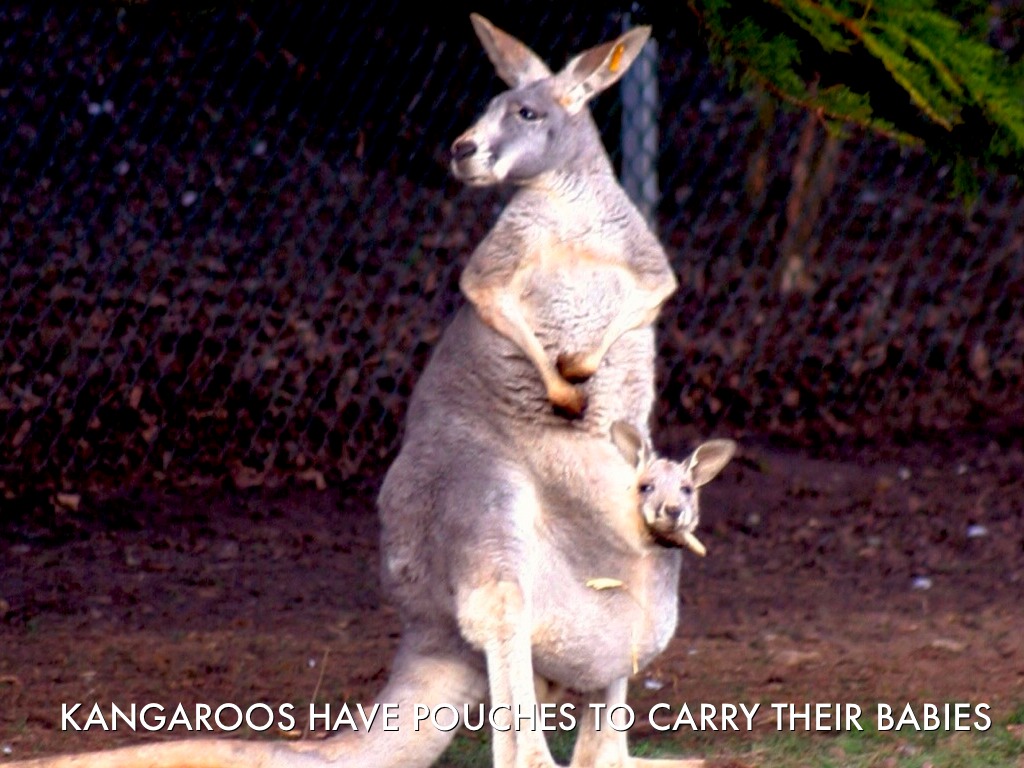 Animals, Animals by Ms Werner