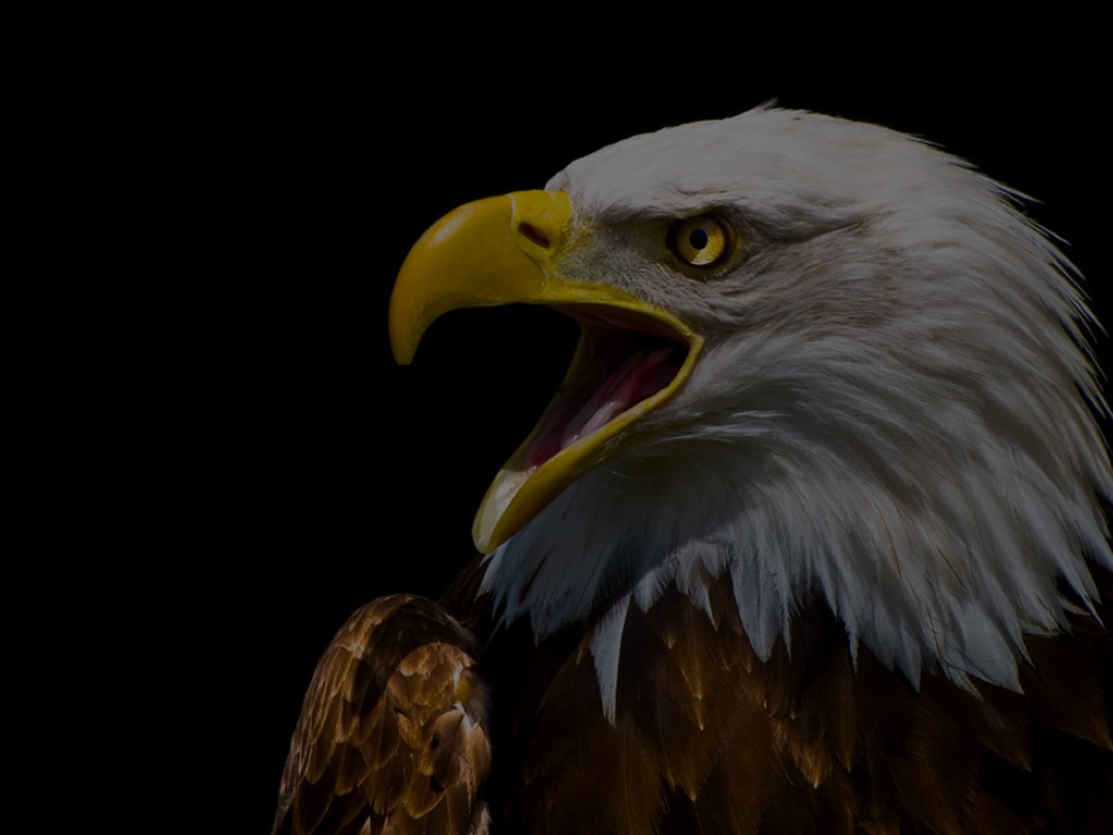 Perfil Comportamental