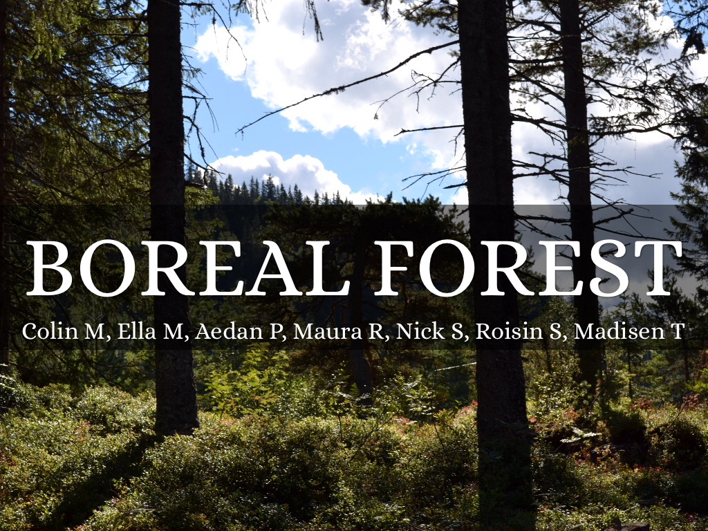 Boreal Forest