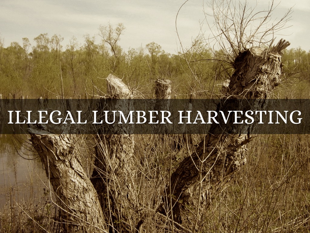 Illegal Lumber Harvesting 