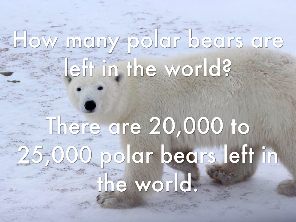 Polar Bears by Ashley Friedrich