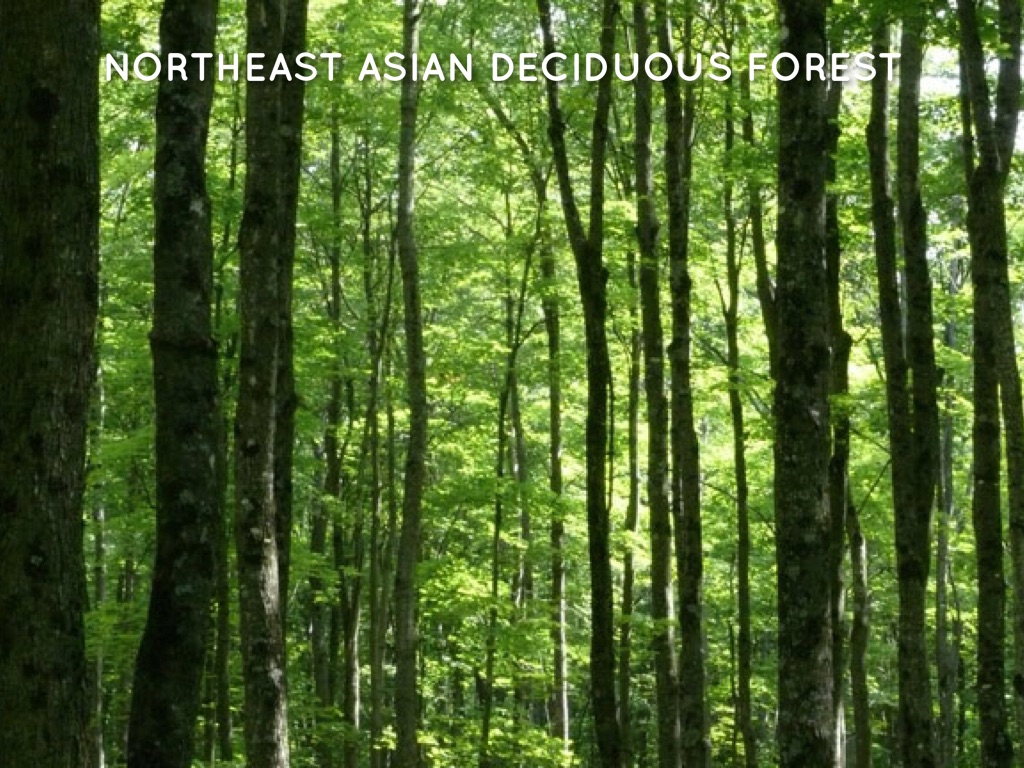 Deciduous Forest 