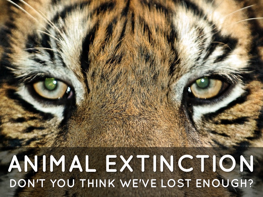 essay about animal extinction