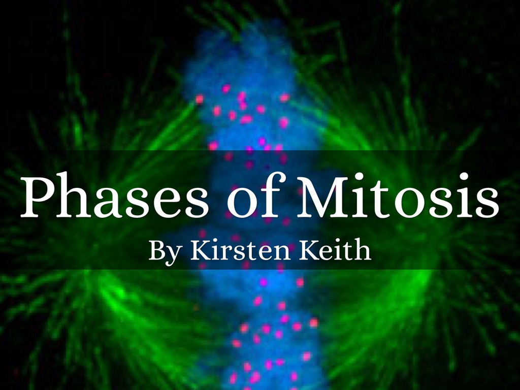Phases Of Mitosis