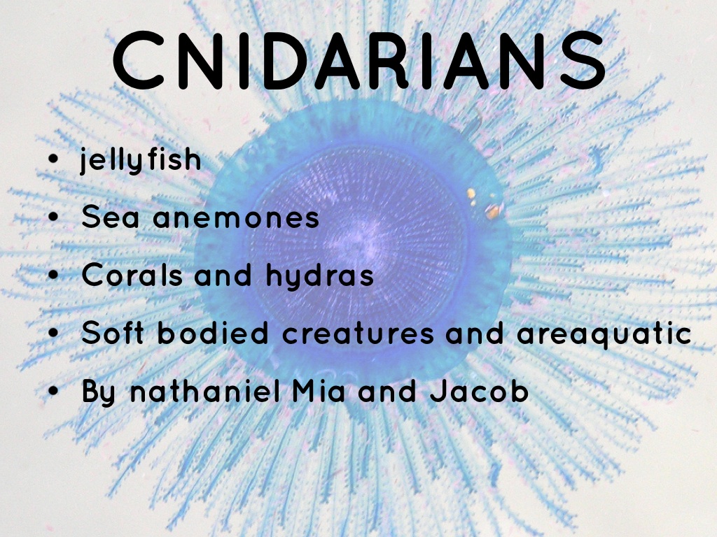 Haiku Deck In Action